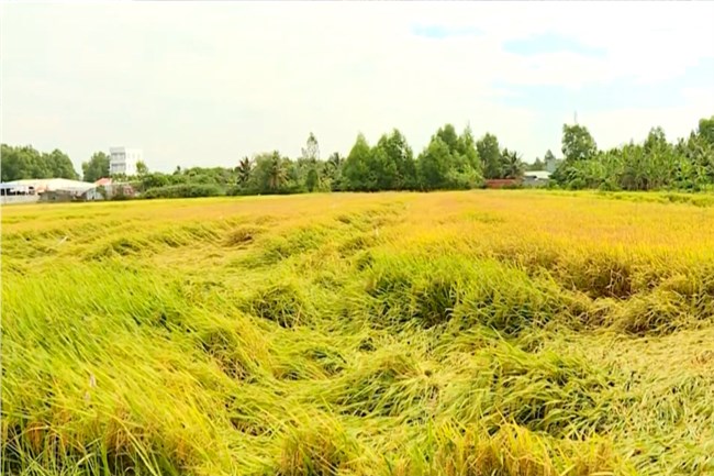 Vĩnh Long phòng chống thiên tai trong mùa mưa bão (13/7/2022)